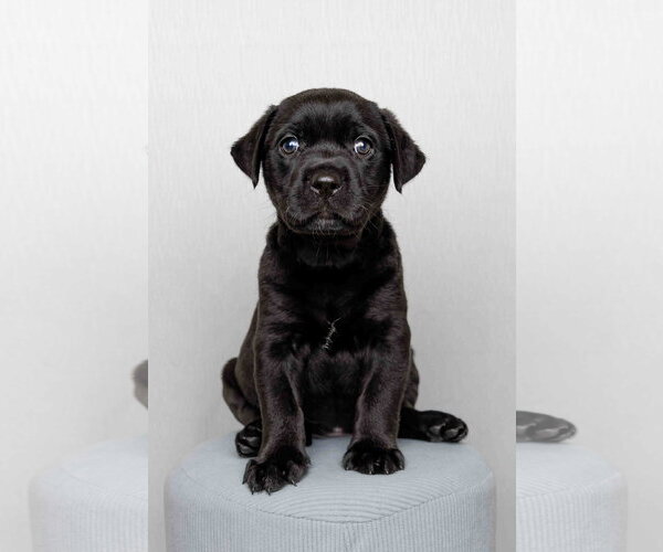 Medium Photo #3 Labrador Retriever-Unknown Mix Puppy For Sale in McKinney, TX, USA