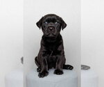Small #2 Labrador Retriever Mix
