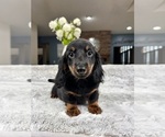 Small Photo #3 Dachshund Puppy For Sale in GREENFIELD, IN, USA