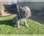 Small #3 French Bulldog