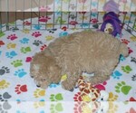 Small Photo #2 Poodle (Toy) Puppy For Sale in ORO VALLEY, AZ, USA