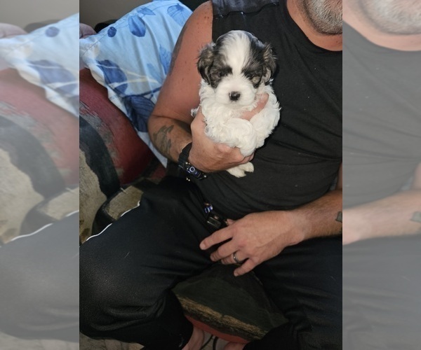 Medium Photo #2 Havanese-Mal-Shi Mix Puppy For Sale in STURGIS, MI, USA