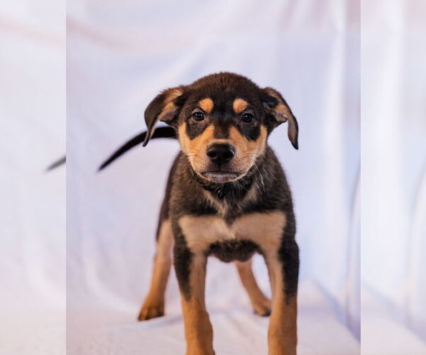 Medium Photo #1 Colonial Cocker Spaniel-Labrador Retriever Mix Puppy For Sale in St. Louis Park, MN, USA