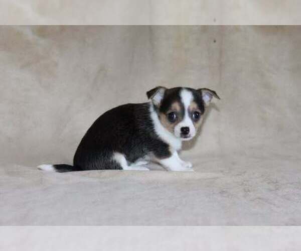 Medium Photo #2 Chihuahua Puppy For Sale in HUDSONVILLE, MI, USA