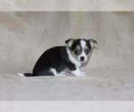 Small Photo #35 Chihuahua Puppy For Sale in HUDSONVILLE, MI, USA