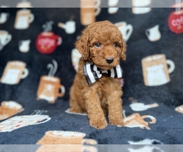 Medium Photo #5 Cockapoo (Miniature) Puppy For Sale in LAKELAND, FL, USA