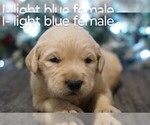Small Photo #8 Golden Retriever Puppy For Sale in BRYANT, AL, USA