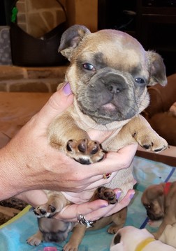 Medium Photo #7 French Bulldog Puppy For Sale in AURORA, TX, USA