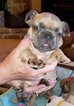 Small Photo #7 French Bulldog Puppy For Sale in AURORA, TX, USA