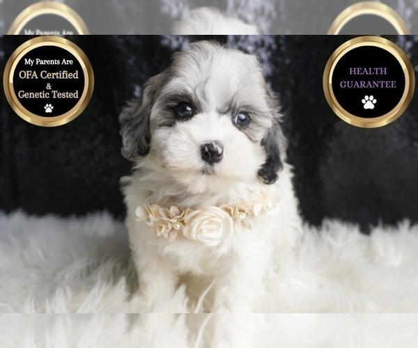 Medium Photo #1 Maltipoo Puppy For Sale in WARSAW, IN, USA