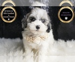 Puppy Nova F1B Maltipoo
