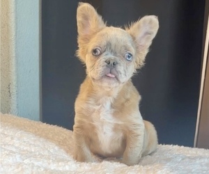 French Bulldog Puppy for sale in BEVERLY HILLS, CA, USA