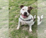 Small #4 American Pit Bull Terrier