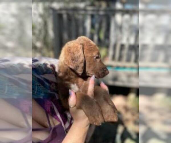 Medium Photo #6 Chesapeake Bay Retriever Puppy For Sale in BROWNS VALLEY, CA, USA