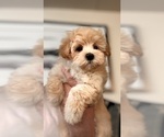 Puppy Benny Maltipoo