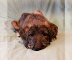 Small Photo #4 Irish Wolfhound Puppy For Sale in BERESFORD, SD, USA