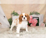 Small Photo #4 Cavalier King Charles Spaniel Puppy For Sale in WARSAW, IN, USA