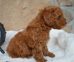 Small Photo #5 Shih-Poo Puppy For Sale in HONEY BROOK, PA, USA