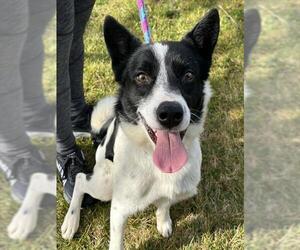 Border Collie-Unknown Mix Dogs for adoption in Sacramento, CA, USA