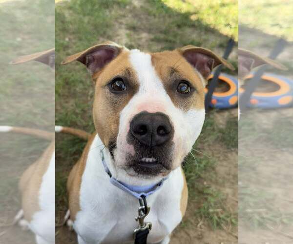Medium Photo #2 American Pit Bull Terrier-Unknown Mix Puppy For Sale in Millersville, MD, USA