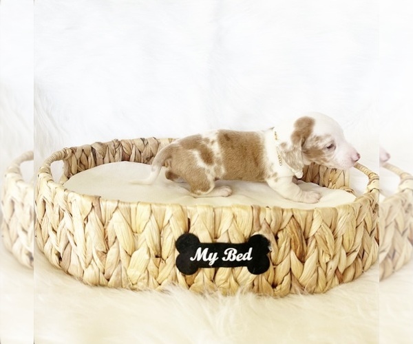 Medium Photo #1 Dachshund Puppy For Sale in DAVIS, CA, USA