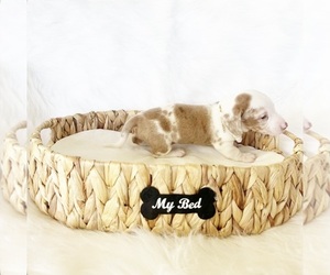 Dachshund Puppy for sale in DAVIS, CA, USA