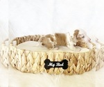 Image preview for Ad Listing. Nickname: AKC Dallas
