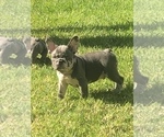 Puppy 1 French Bulldog