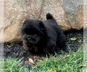 Chow Chow Puppy for sale in NAPPANEE, IN, USA