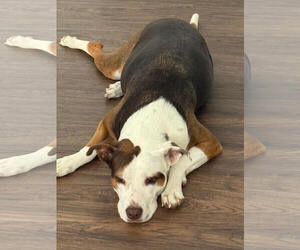 Mutt Dogs for adoption in Chandler, AZ, USA