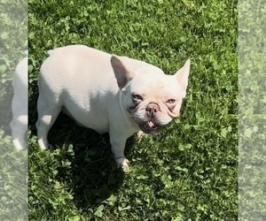 Mother of the French Bulldog puppies born on 05/28/2023
