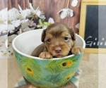Small #5 Morkie