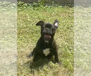 French Bulldog Puppy for sale in WATER VIEW, VA, USA