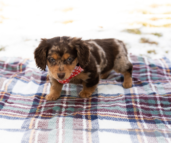 Medium Photo #2 Dachshund Puppy For Sale in BREMEN, IN, USA