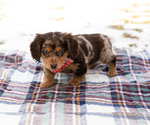 Small #1 Dachshund