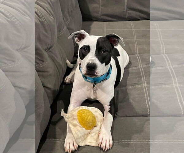 Medium Photo #14 American Pit Bull Terrier Puppy For Sale in Germantown, OH, USA