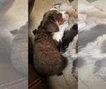 Puppy Tuxedo Australian Shepherd