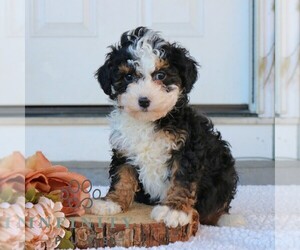 Bernedoodle (Miniature) Puppy for sale in NARVON, PA, USA