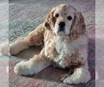 Small #5 Cocker Spaniel