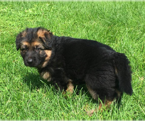 Medium Photo #6 German Shepherd Dog Puppy For Sale in COLETA, IL, USA