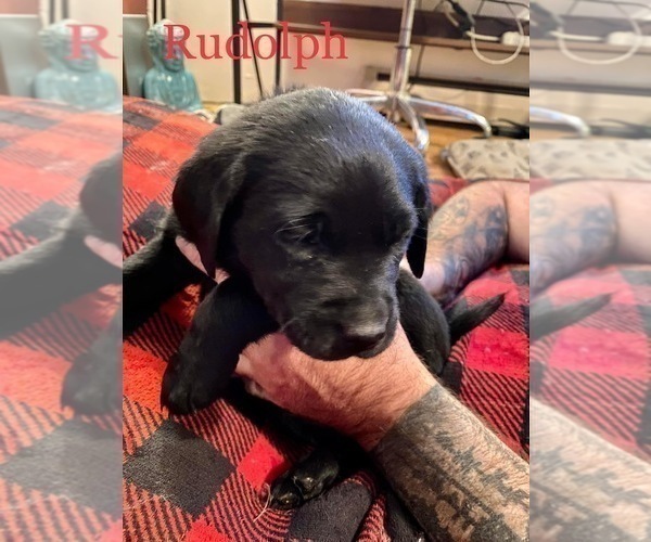 Medium Photo #7 Labrador Retriever Puppy For Sale in CARTHAGE, ME, USA