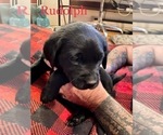 Small Photo #7 Labrador Retriever Puppy For Sale in CARTHAGE, ME, USA