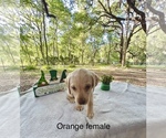 Small Photo #11 Labrador Retriever Puppy For Sale in INVERNESS, FL, USA