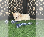 Bronson - Male Havanese Puppy for Sale - Photo #3