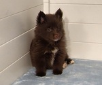 Small Photo #26 Pomsky Puppy For Sale in RAMONA, CA, USA