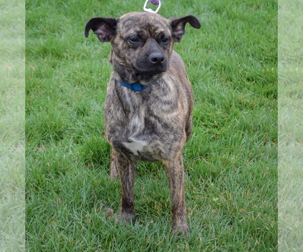 Medium Photo #6 Buggs Puppy For Sale in Huntley, IL, USA