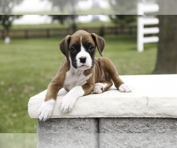 Medium Photo #7 Boxer Puppy For Sale in SHIPSHEWANA, IN, USA