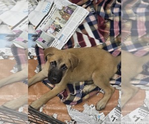 Shepradors Dogs for adoption in SHERBURNE, NY, USA