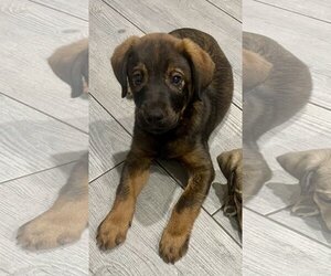 Labrador Retriever-Unknown Mix Dogs for adoption in Royal Palm Beach, FL, USA