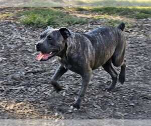 Andy II - Male Bulldog-Unknown Mix Dog for Adoption - Photo #3